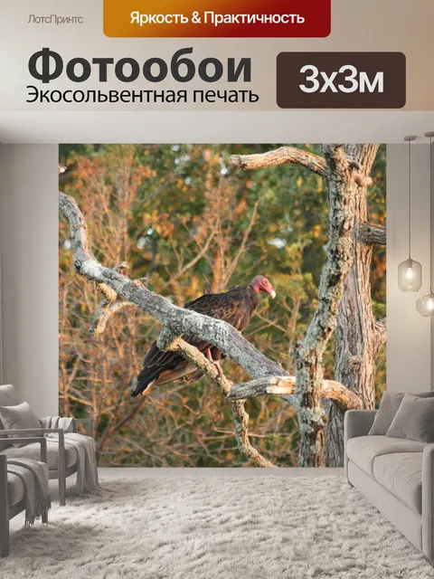Фотообои Турция Стервятник, расположенный в дерев