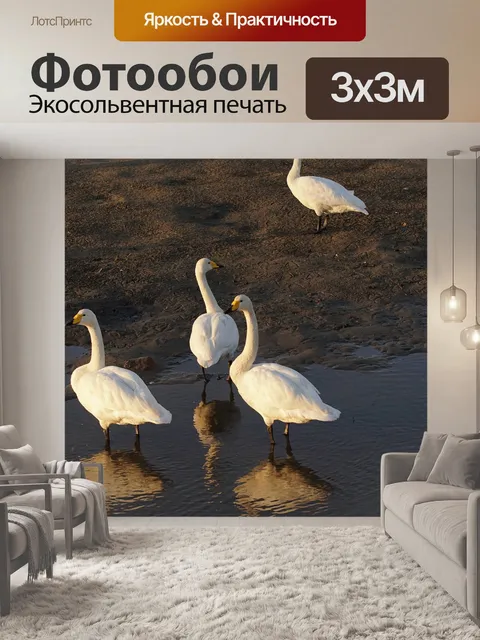 Фотообои Лебеди