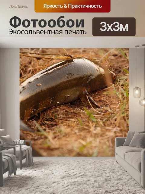 Фотообои Рыбы