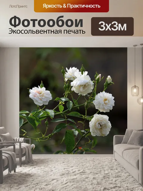 Фотообои Роза