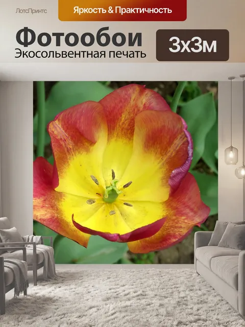 Фотообои Тюльпаны