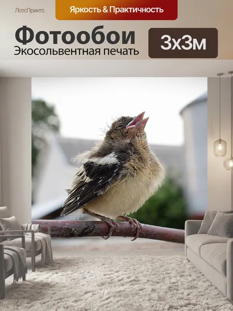 Фотообои Птица