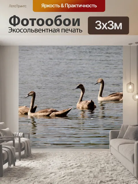 Фотообои Лебедь