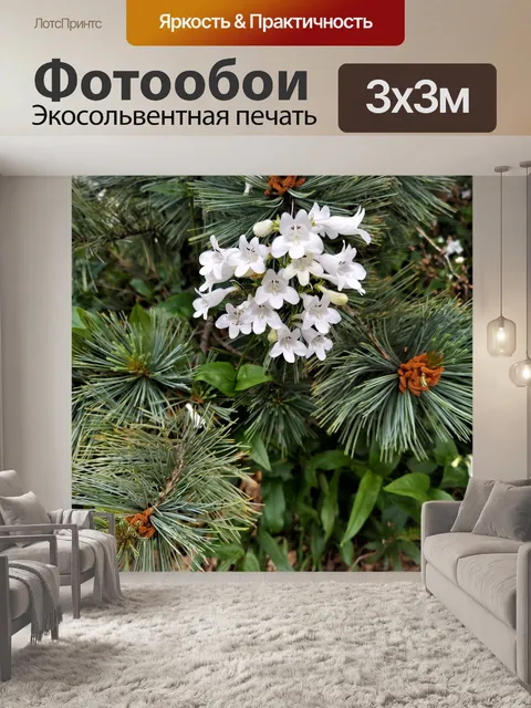 Фотообои Белые цветы и сосновые ветви