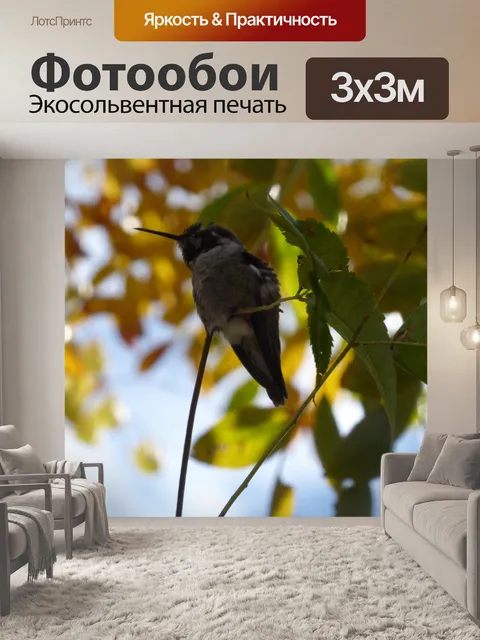 Фотообои Молодой неухоженный колибри