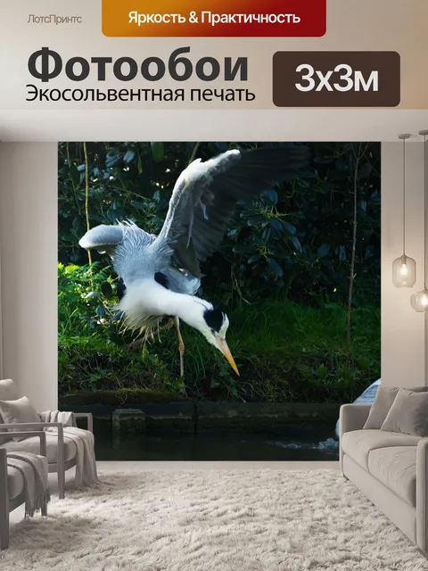 Фотообои Водоплавающая птица