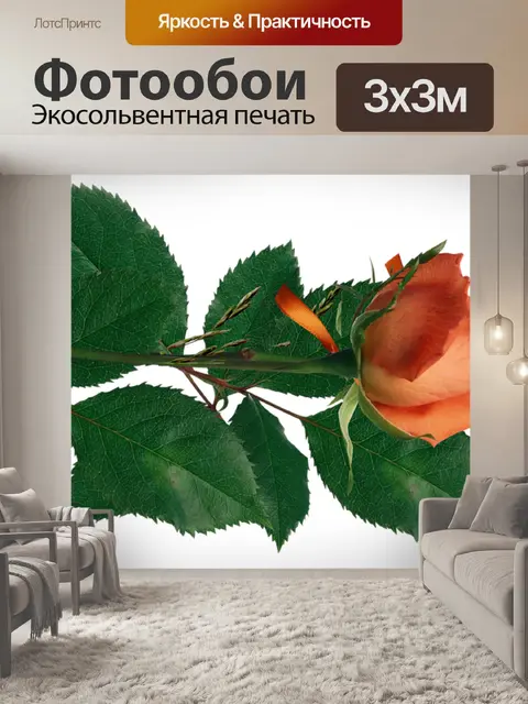 Фотообои Розы