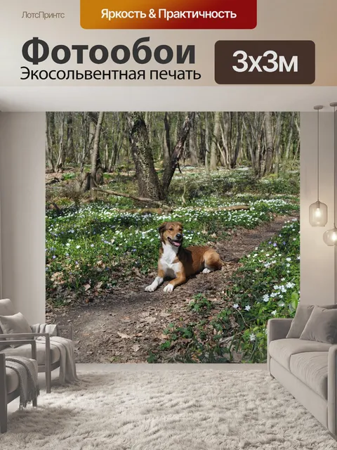 Фотообои Собака