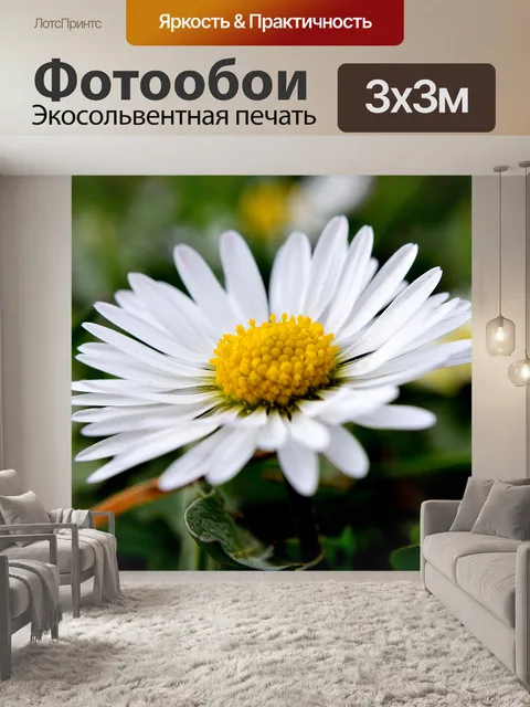 Фотообои Маргаритка