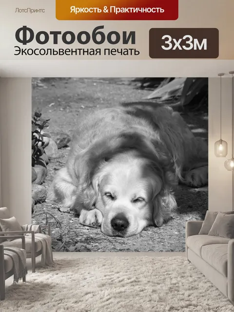 Фотообои Собака