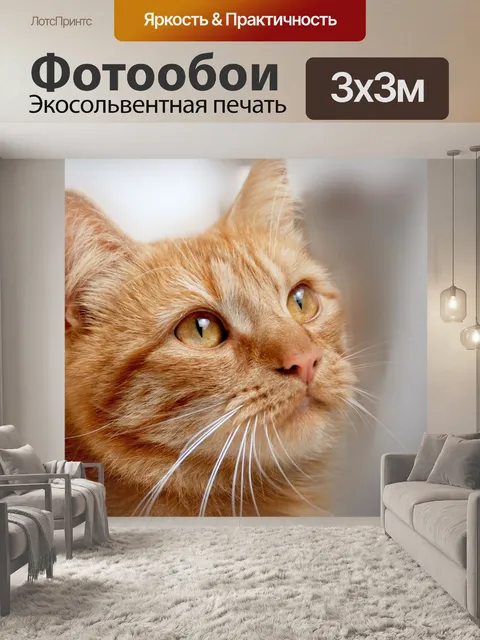 Фотообои Кошка