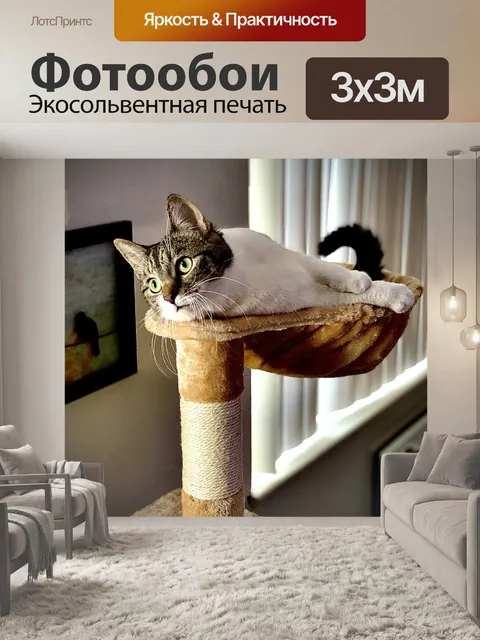 Фотообои Кат