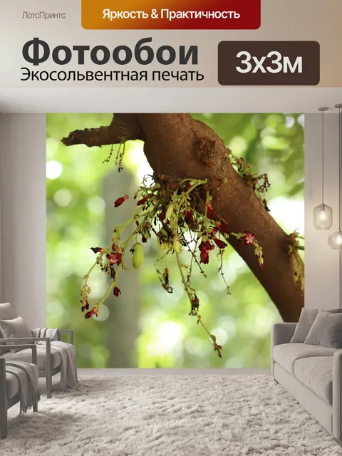 Фотообои Фрукты