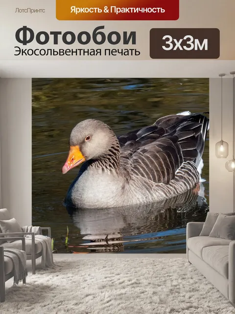 Фотообои Птица