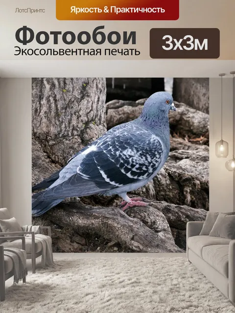 Фотообои Голубь на земле