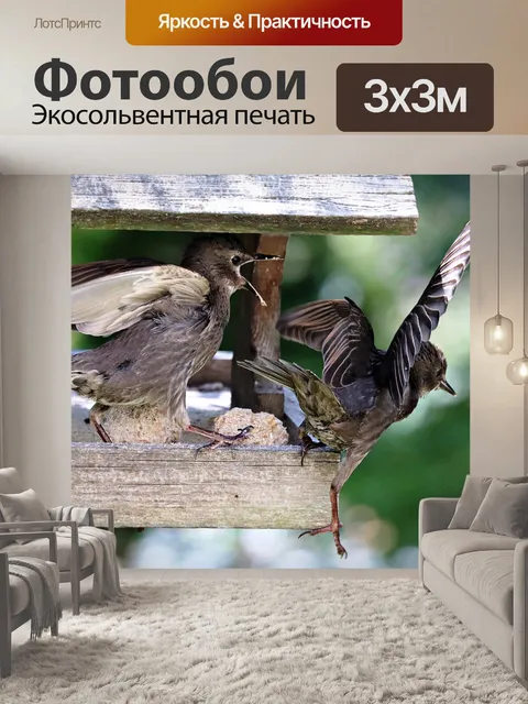 Фотообои Молодые скворцы
