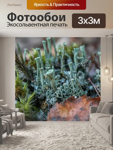 Фотообои Мох