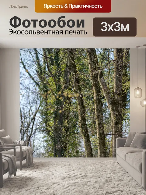 Фотообои Стволы деревьев