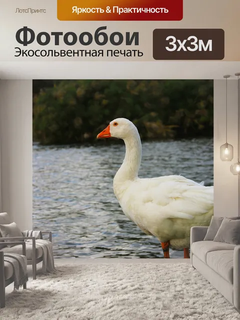 Фотообои Птицы новой зеландии