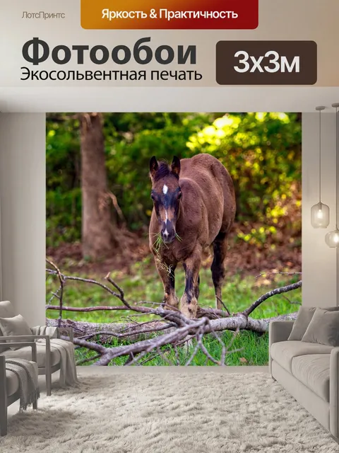 Фотообои Лошади