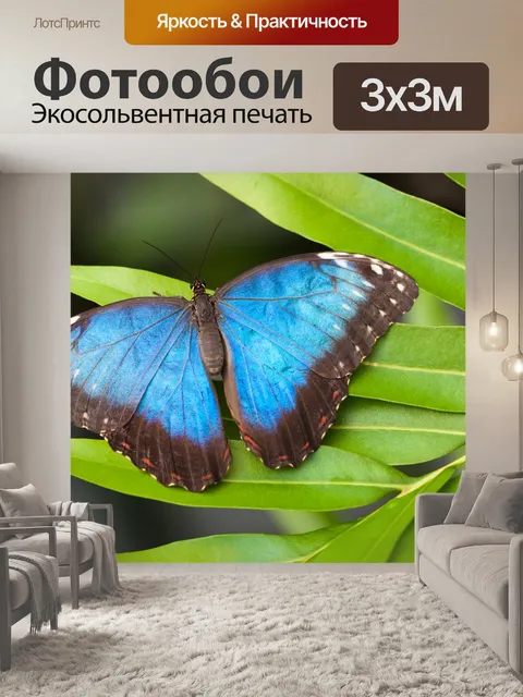 Фотообои морфо бабочки