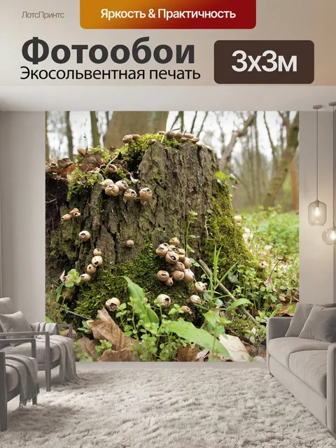 Фотообои Грибы