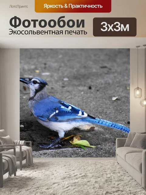 Фотообои Blue jay