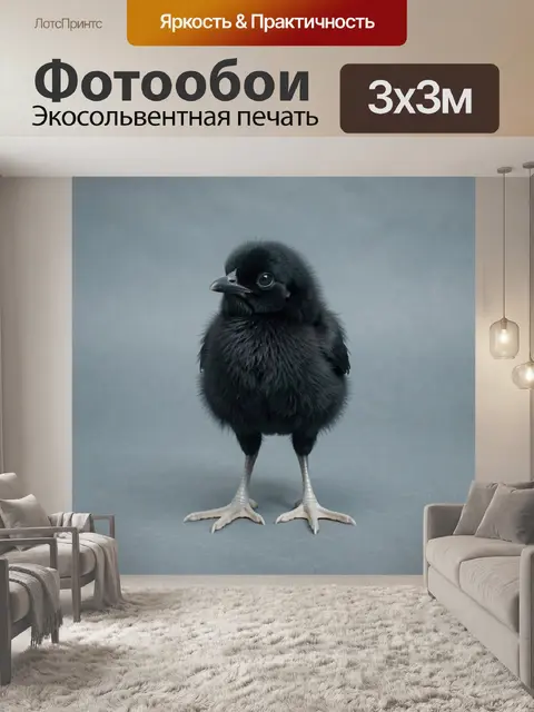 Фотообои Пушистый черный птенец
