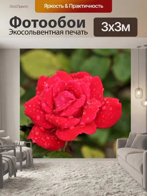 Фотообои Красная роза и капли дождя