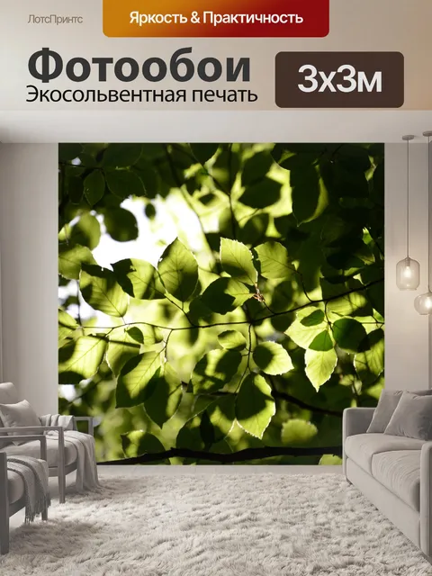 Фотообои Beech