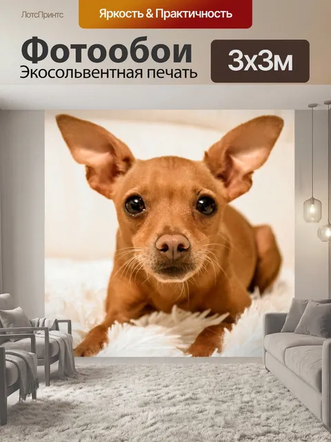 Фотообои Собака