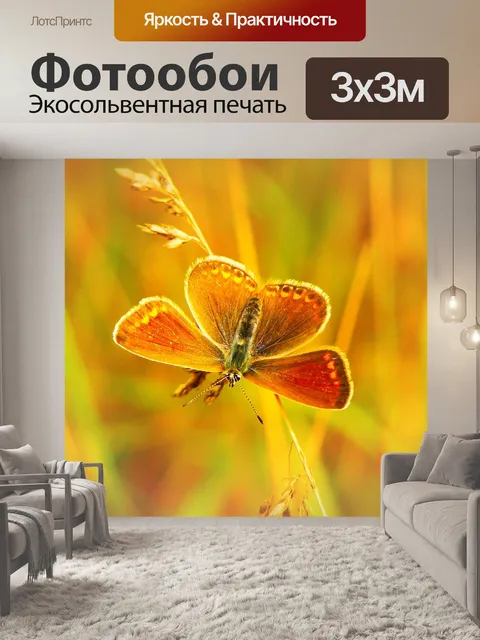 Фотообои Голубянка agestis