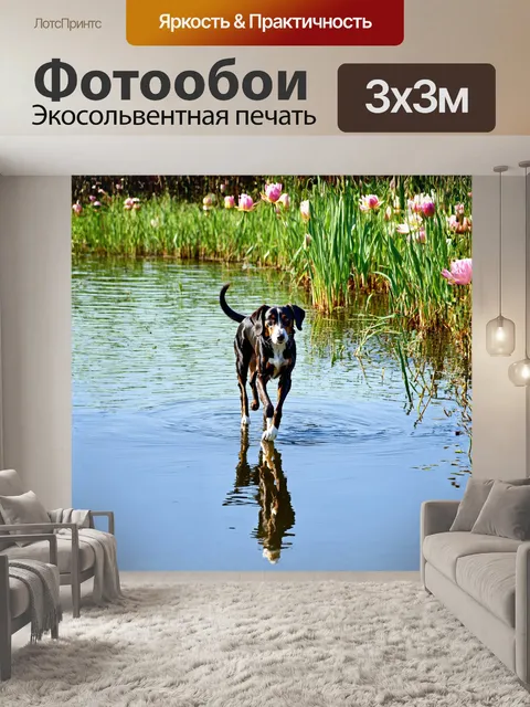 Фотообои на берегу спокойного озера сеттер резво гуляет по твердой земле