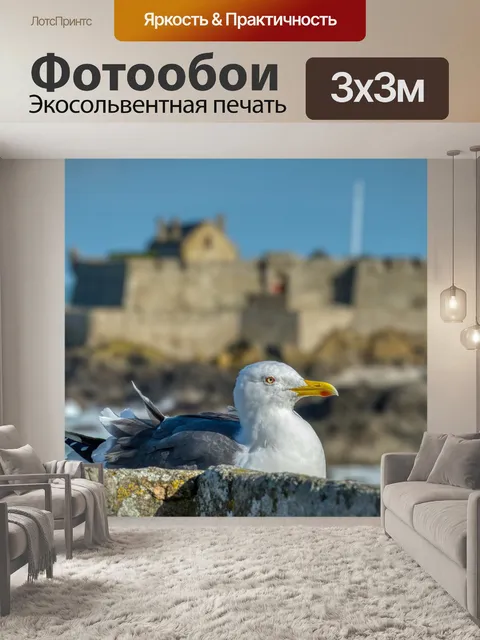 Фотообои Чайка