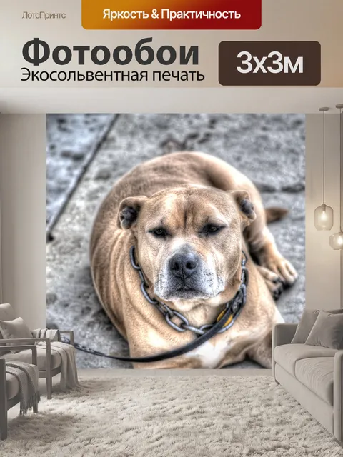 Фотообои Милая собака