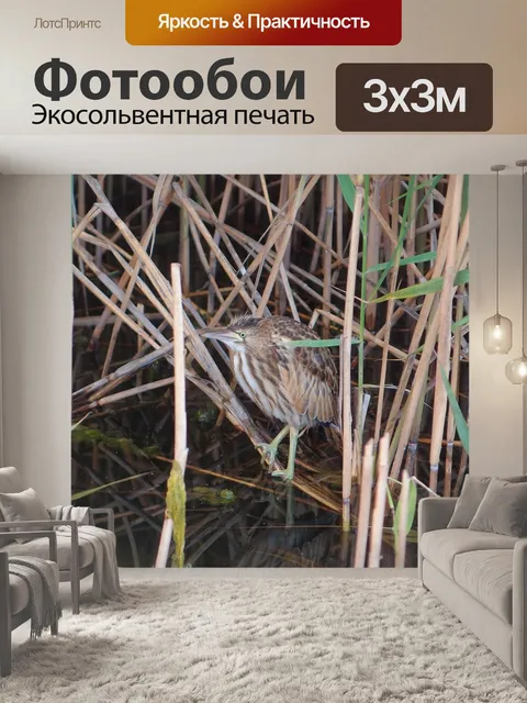 Фотообои Птицы