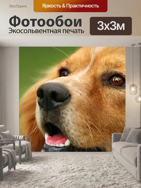 Фотообои Собака