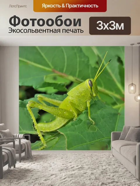 Фотообои Зеленый Американский Птица Кузнечик