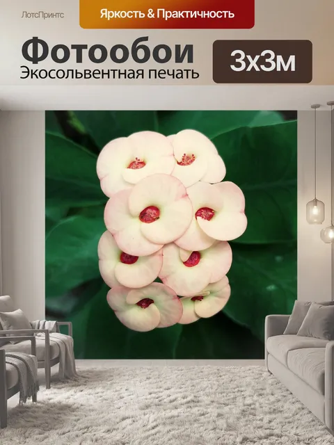 Фотообои Цветы
