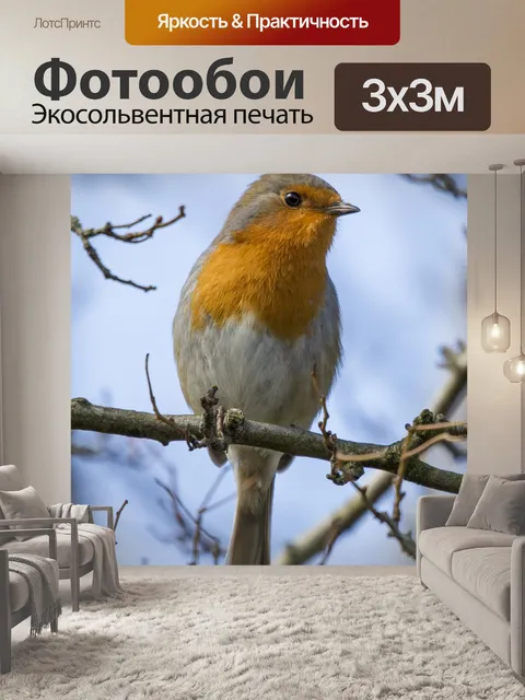 Фотообои Робин Эритакус рубекула