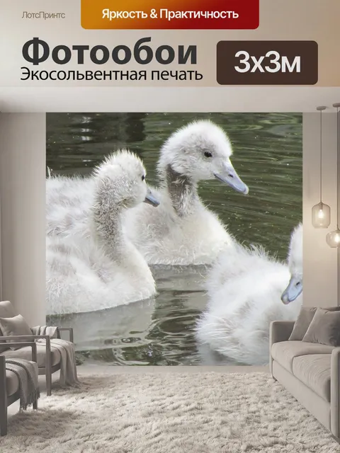 Фотообои Лебедь
