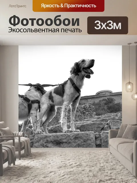 Фотообои Бриттани спаниели