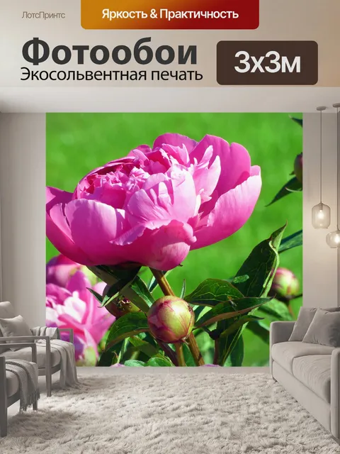 Фотообои Пионы