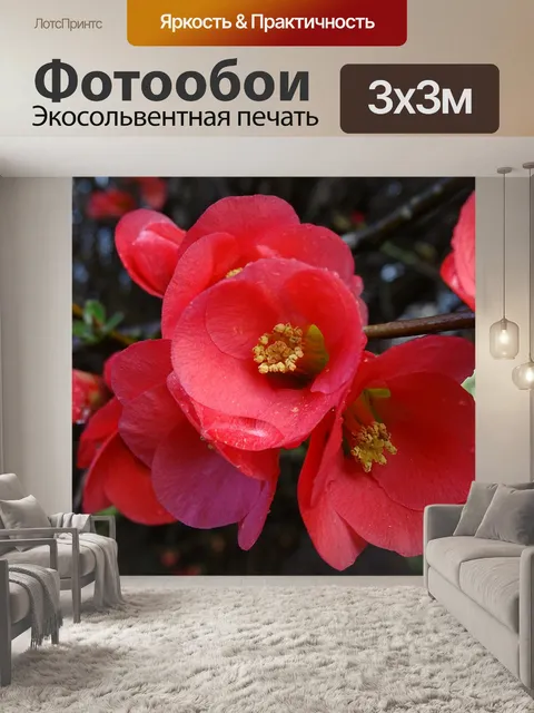 Фотообои Цветы