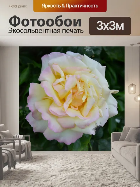 Фотообои Белая роза