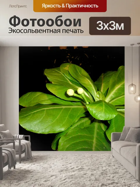 Фотообои Гавайи пальма