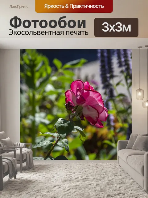Фотообои Роза