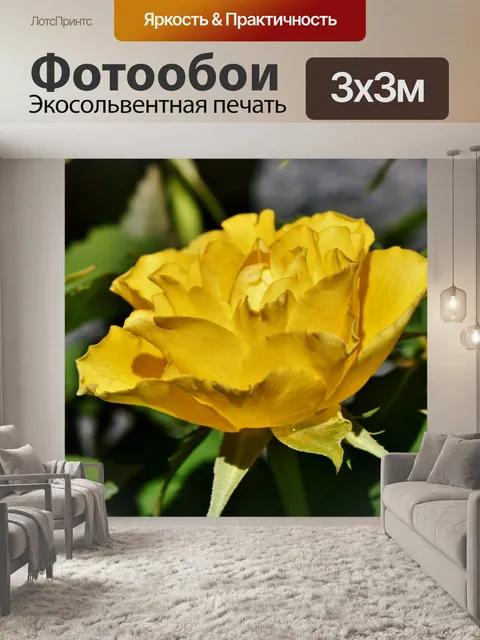 Фотообои Роза