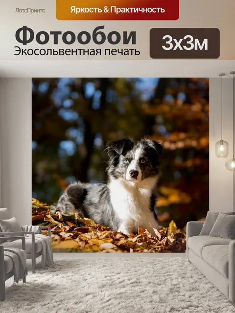 Фотообои Австралийская овчарка мини