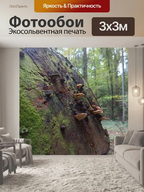 Фотообои Лес